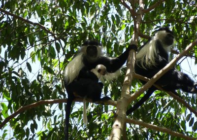 Black & White Colobus with baby